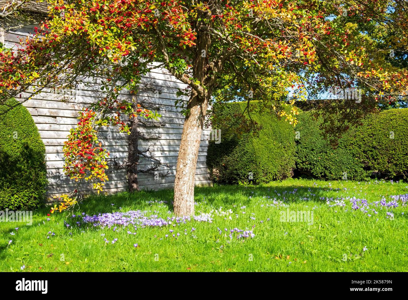 Herbstfarbe, East Sussex, Großbritannien Stockfoto