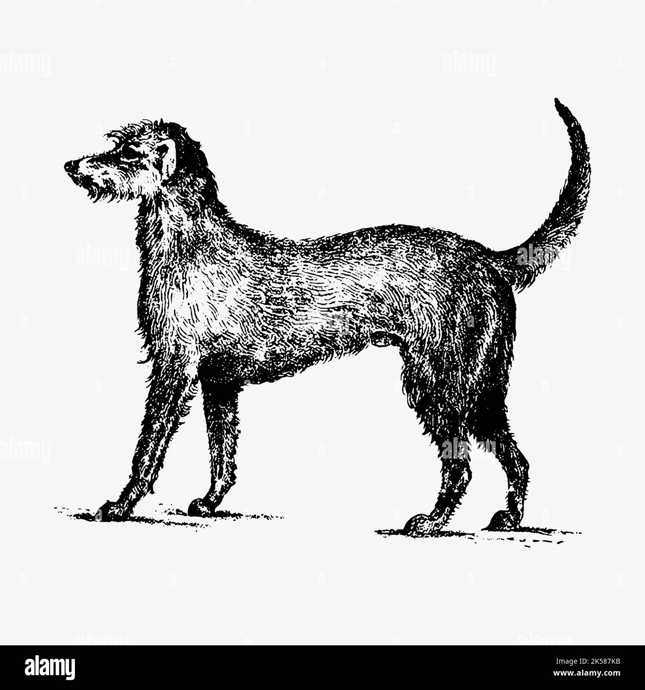 Irish Wolfhound Hund Zeichnung Cliparts, vintage Illustration Vektor. Stock Vektor