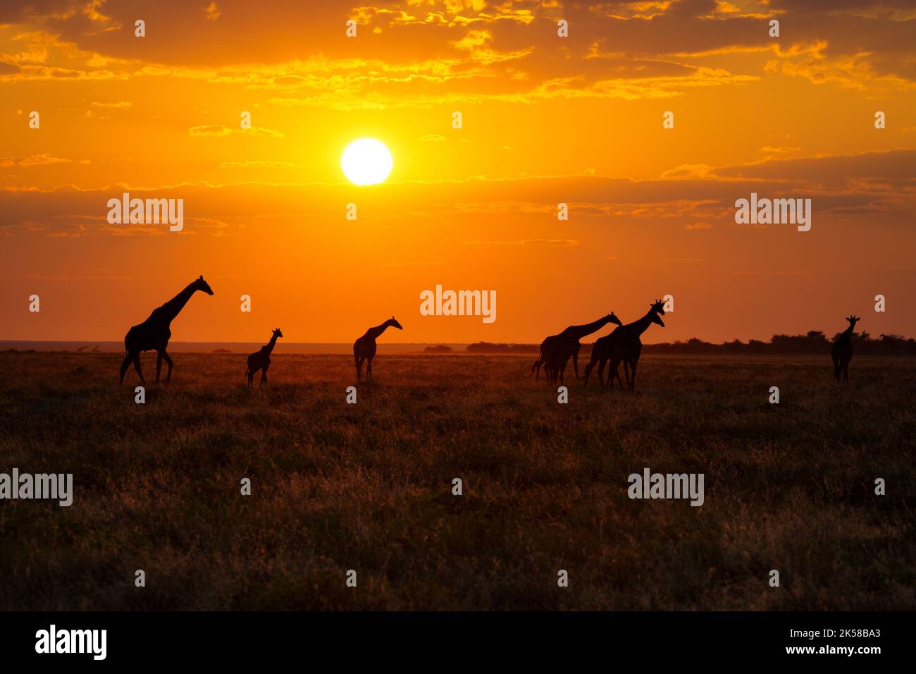 Giraffen-Herde, die bei Sonnenuntergang die afrikanische Savanne durchqueren. Etosha-Nationalpark, Namibia, Afrika Stockfoto