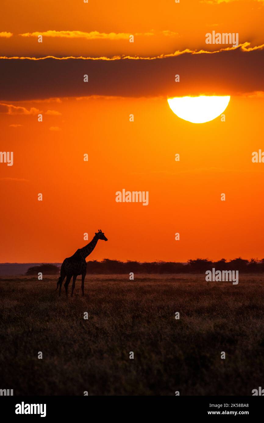 Giraffen durchqueren die afrikanische Savanne bei Sonnenuntergang unter der Sonne. Etosha-Nationalpark, Namibia, Afrika Stockfoto