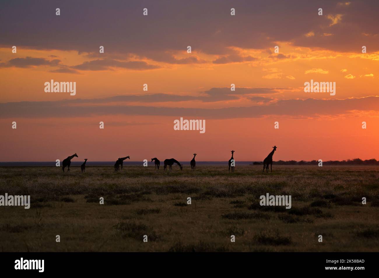 Giraffenherde überqueren bei Sonnenuntergang die afrikanische Savanne. Etosha Nationalpark, Namibia, Afrika Stockfoto