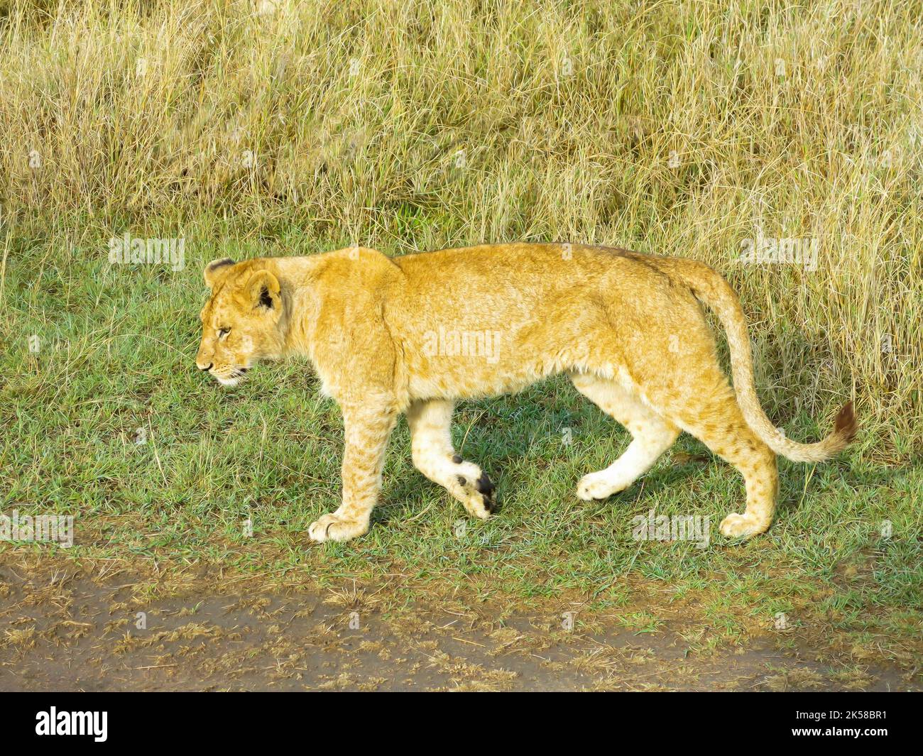 Löwe in Bewegung, Serengeti-Nationalpark, Tansania, Ostafrika Stockfoto