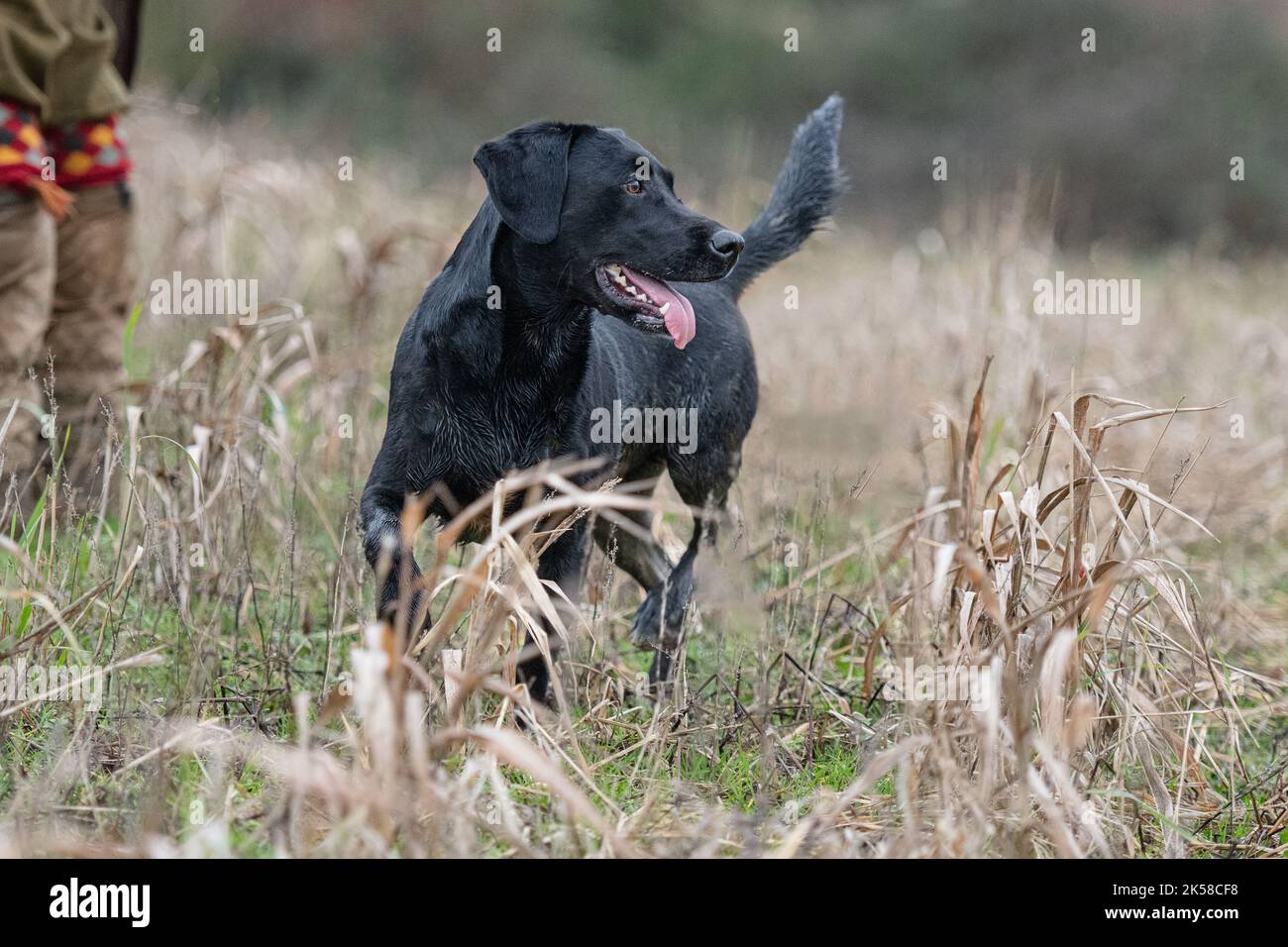 Schwarzer Labrador-Revolverhund Stockfoto