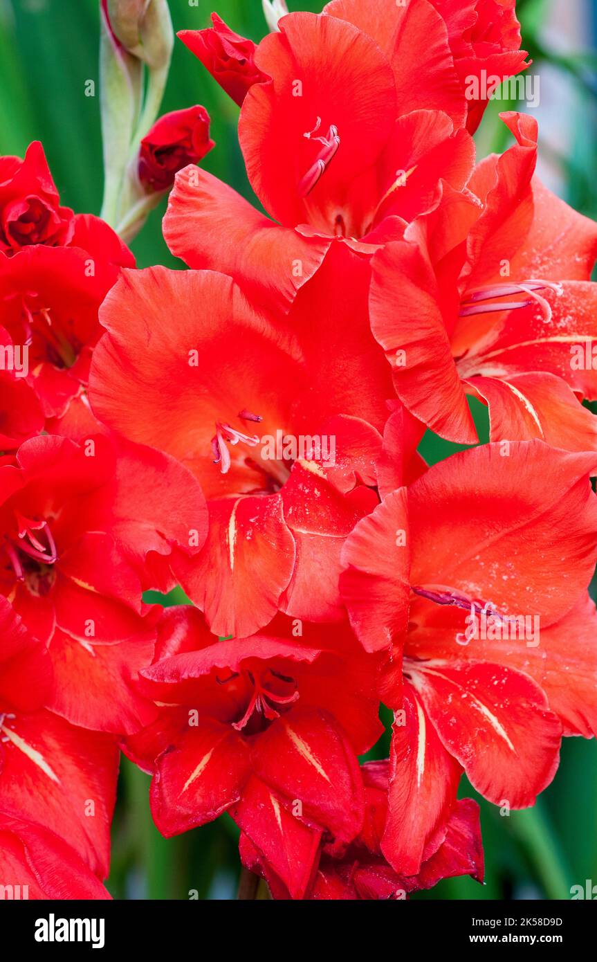 Nahaufnahme von großen roten Blüten von Gladiolus Floral Red vor einem Hintergrund von Blättern eine Sommer blühende kormous Staude, die halb winterhart ist Stockfoto