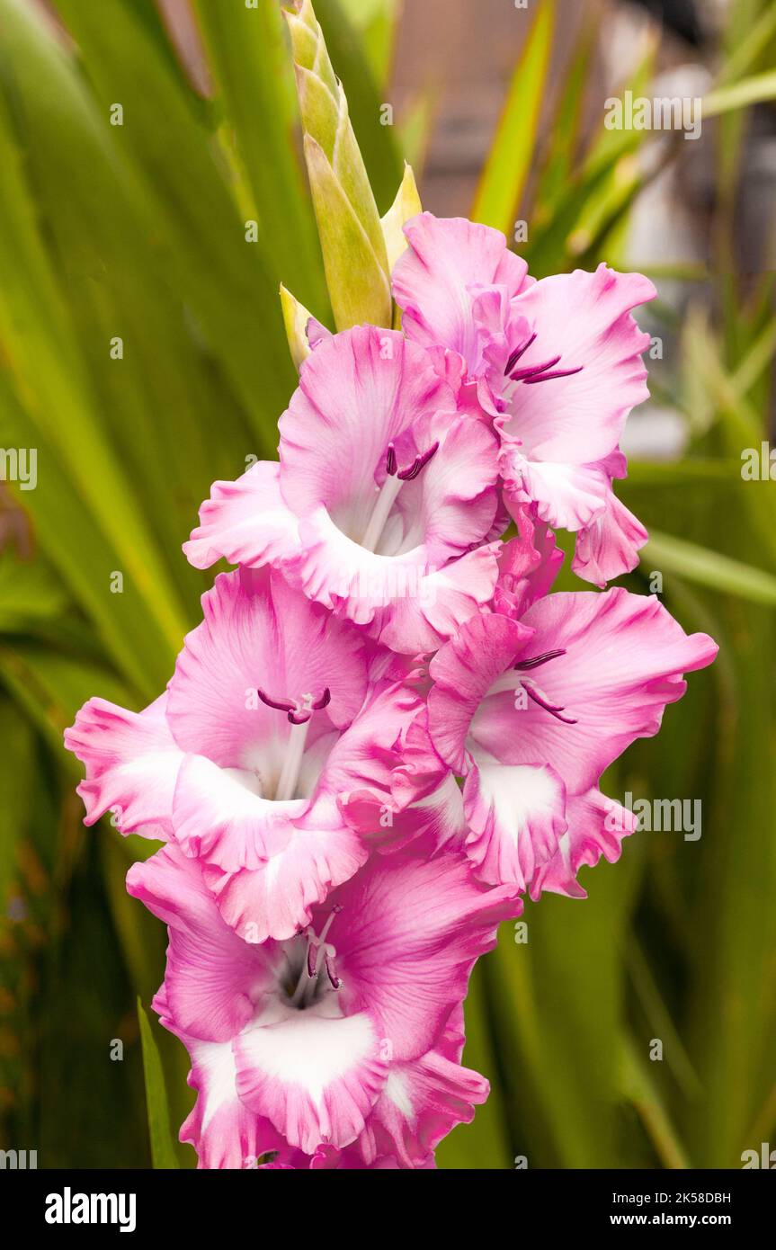 Nahaufnahme großer, hellrosa bis tiefrosa Rüschenblumen von Gladiolus / Gladioli Cantata, eine im Sommer blühende korme, mehrjährige, halbharte Blüte Stockfoto