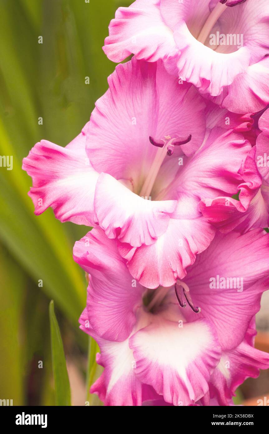 Nahaufnahme großer, hellrosa bis tiefrosa Rüschenblumen von Gladiolus / Gladioli Cantata, eine im Sommer blühende korme, mehrjährige, halbharte Blüte Stockfoto