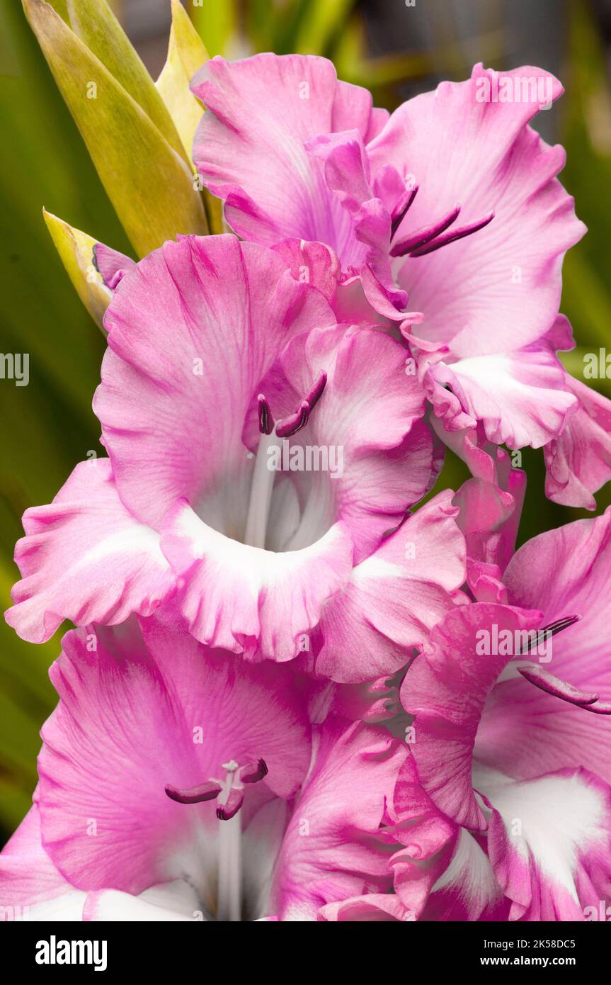 Nahaufnahme großer, hellrosa bis tiefrosa Rüschenblumen von Gladiolus / Gladioli Cantata, eine im Sommer blühende korme, mehrjährige, halbharte Blüte Stockfoto
