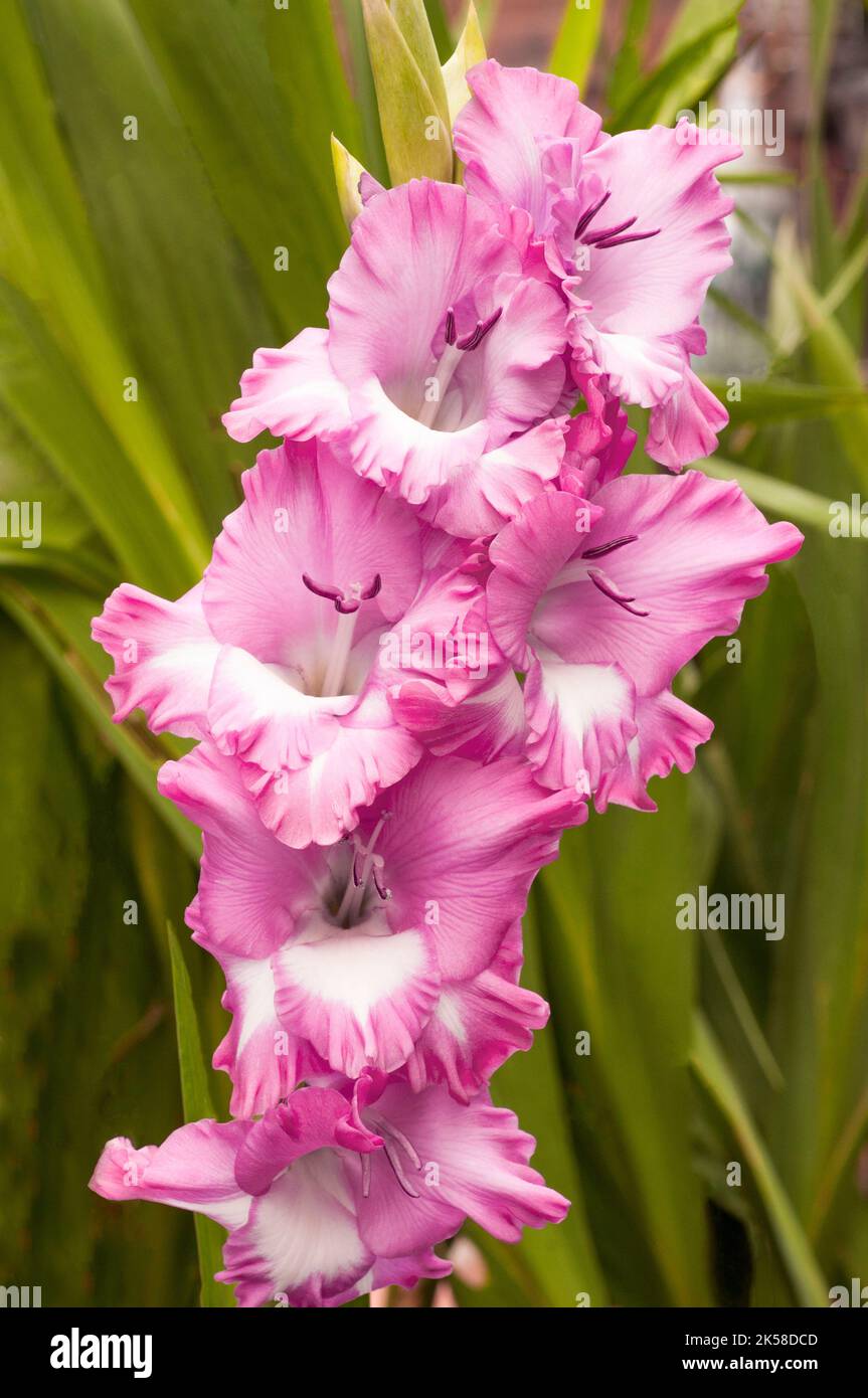 Nahaufnahme großer, hellrosa bis tiefrosa Rüschenblumen von Gladiolus / Gladioli Cantata, eine im Sommer blühende korme, mehrjährige, halbharte Blüte Stockfoto