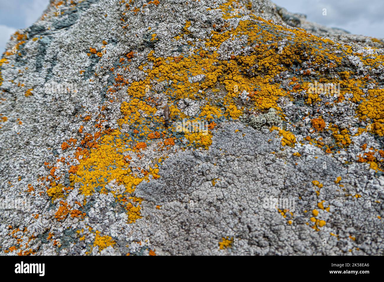 Felsen mit buntem Moos im Rondane Nationalpark in Norwegen Stockfoto