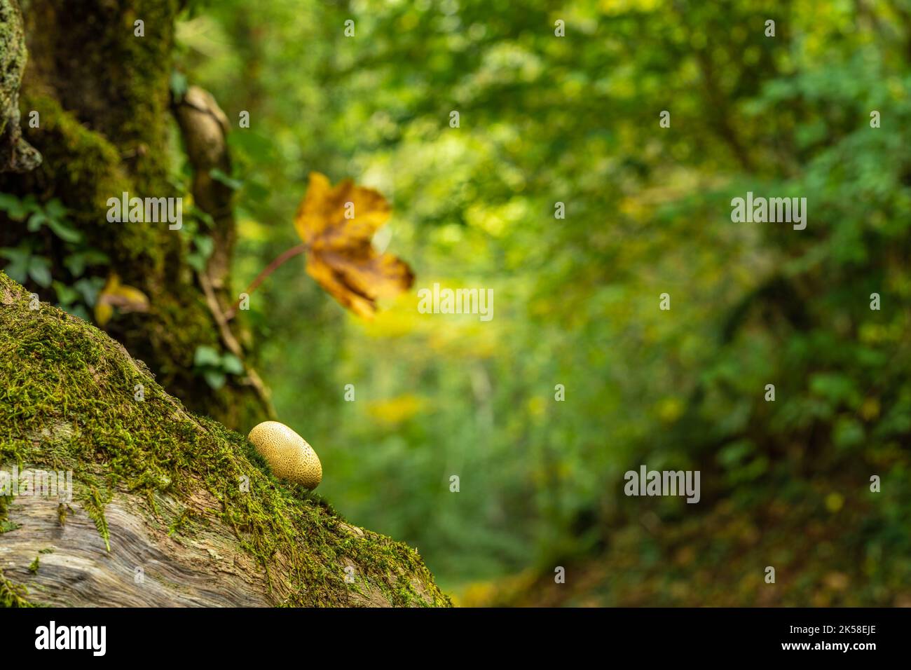 Herbstfarben im Wald. Pilz und trockenes Blatt mit grünem Hintergrund Stockfoto