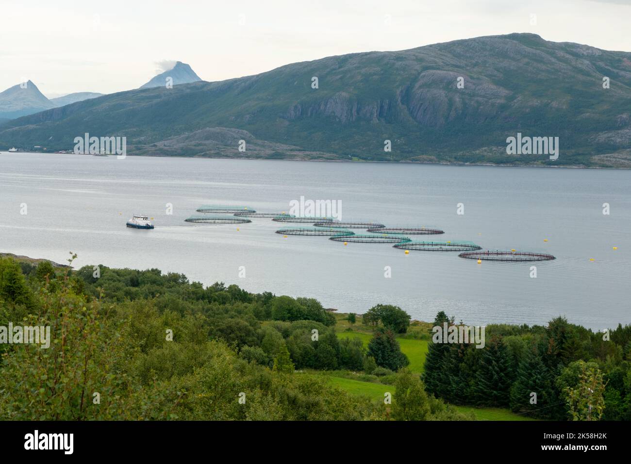 Lachsfarm auf See auf der Insel Leka in Norwegen Stockfoto