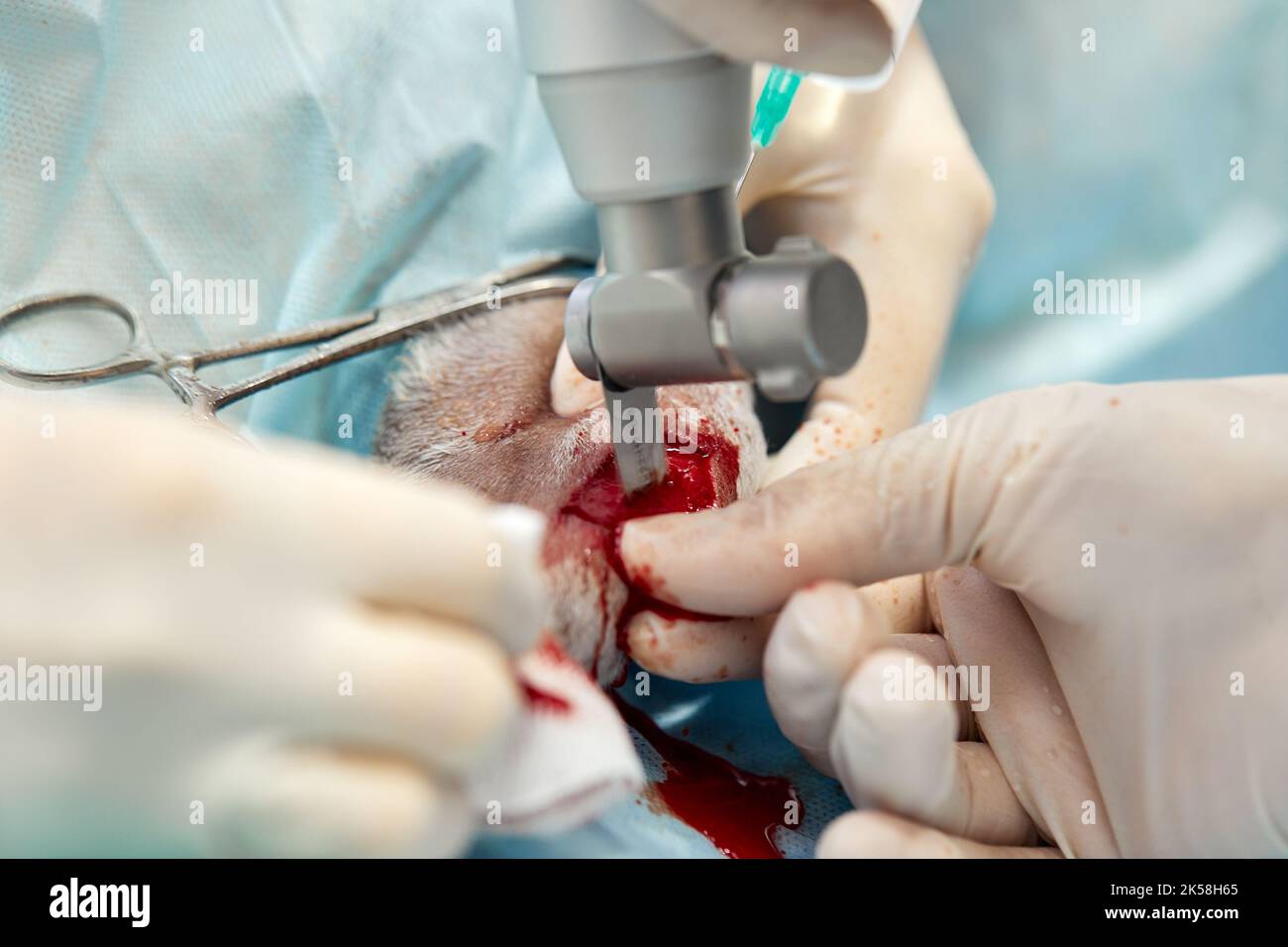 Tierärztliches Team, das eine Operation durchführt. Kastration und Kastration eines Haustieres in der Tierklinik Stockfoto