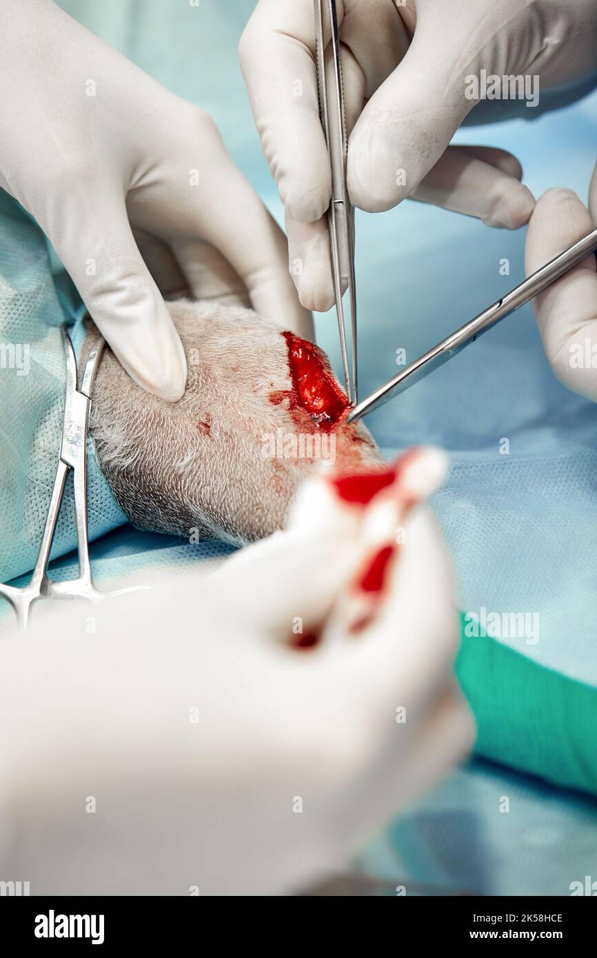 Tierärztliches Team, das eine Operation durchführt. Kastration und Kastration eines Haustieres in der Tierklinik Stockfoto