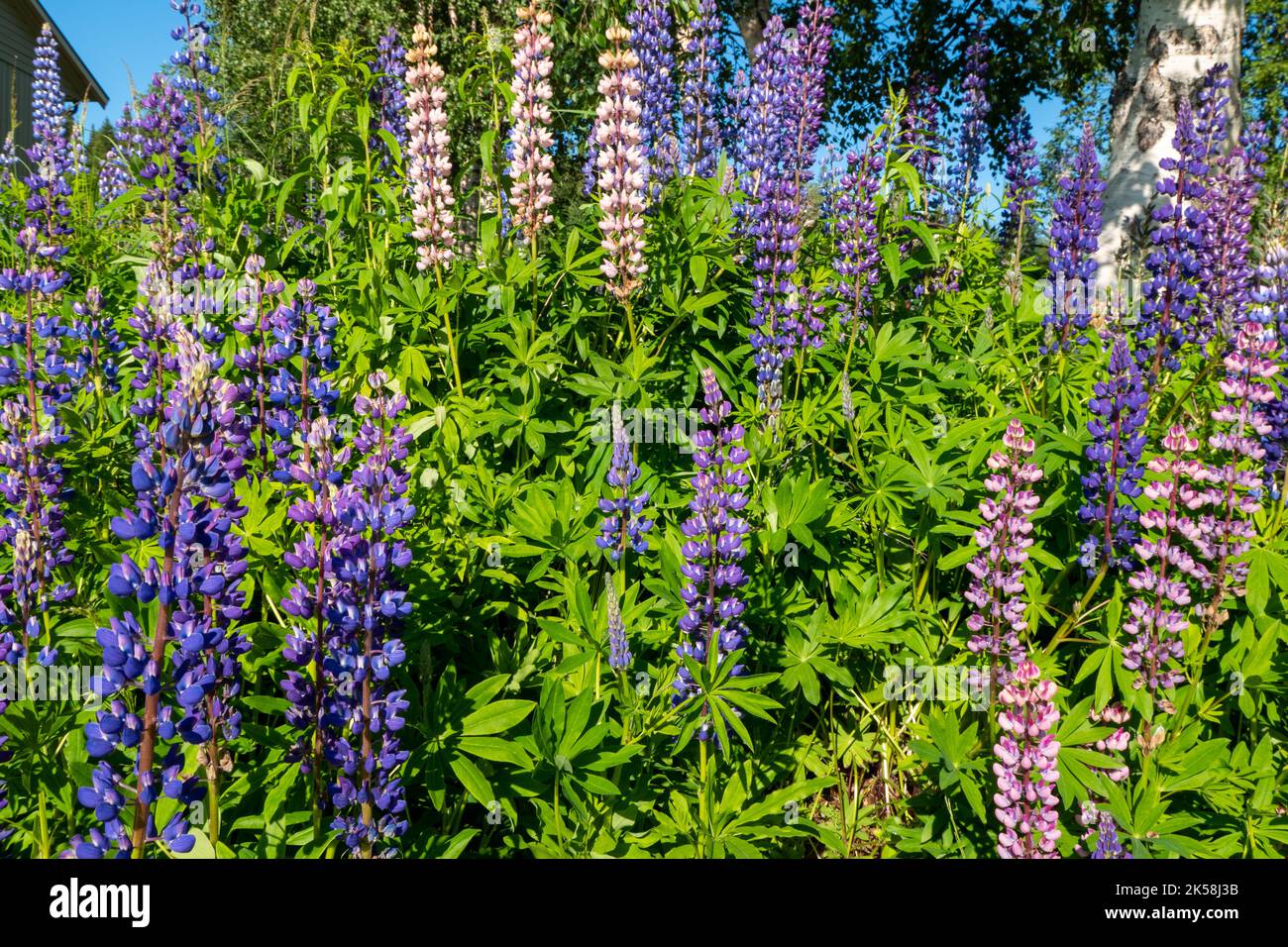 Blühende Lupine blüht in Norwegen Stockfoto