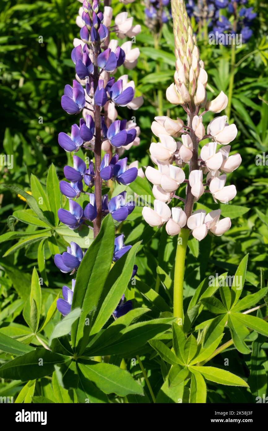 Blühende Lupine blüht in Norwegen Stockfoto