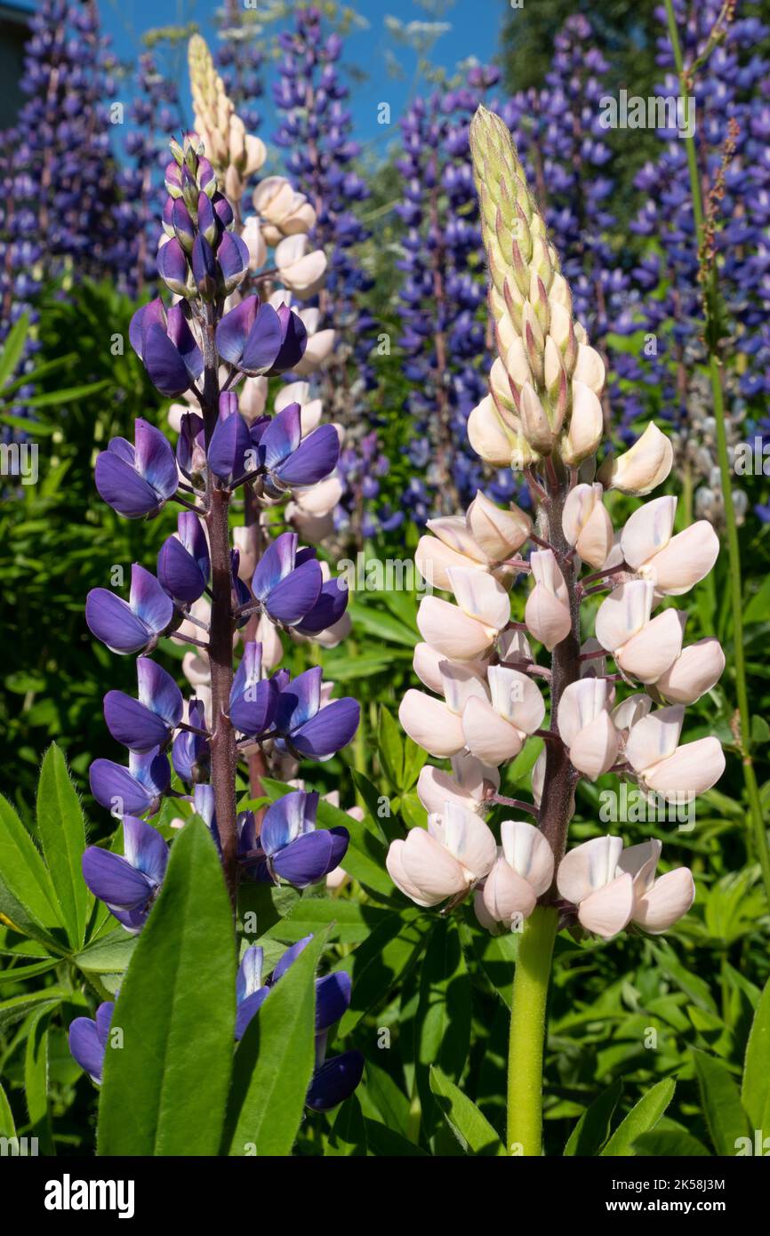 Blühende Lupine blüht in Norwegen Stockfoto