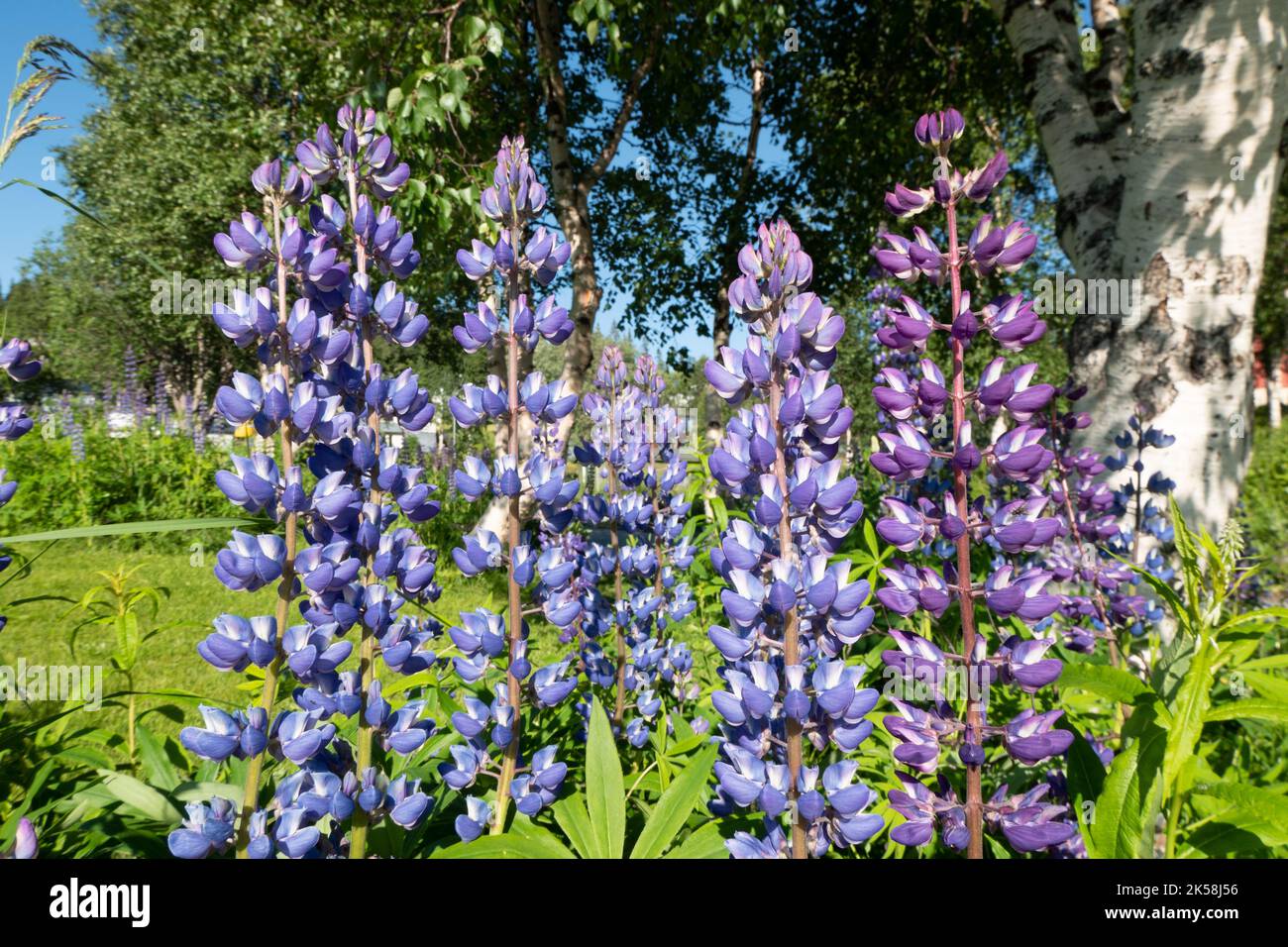 Blühende Lupine blüht in Norwegen Stockfoto