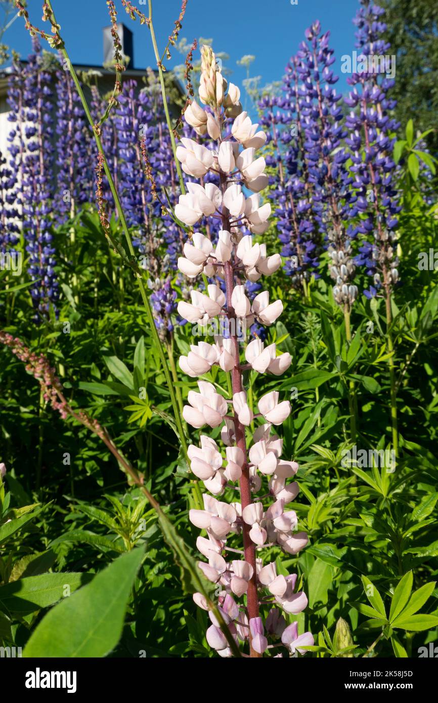 Blühende Lupine blüht in Norwegen Stockfoto