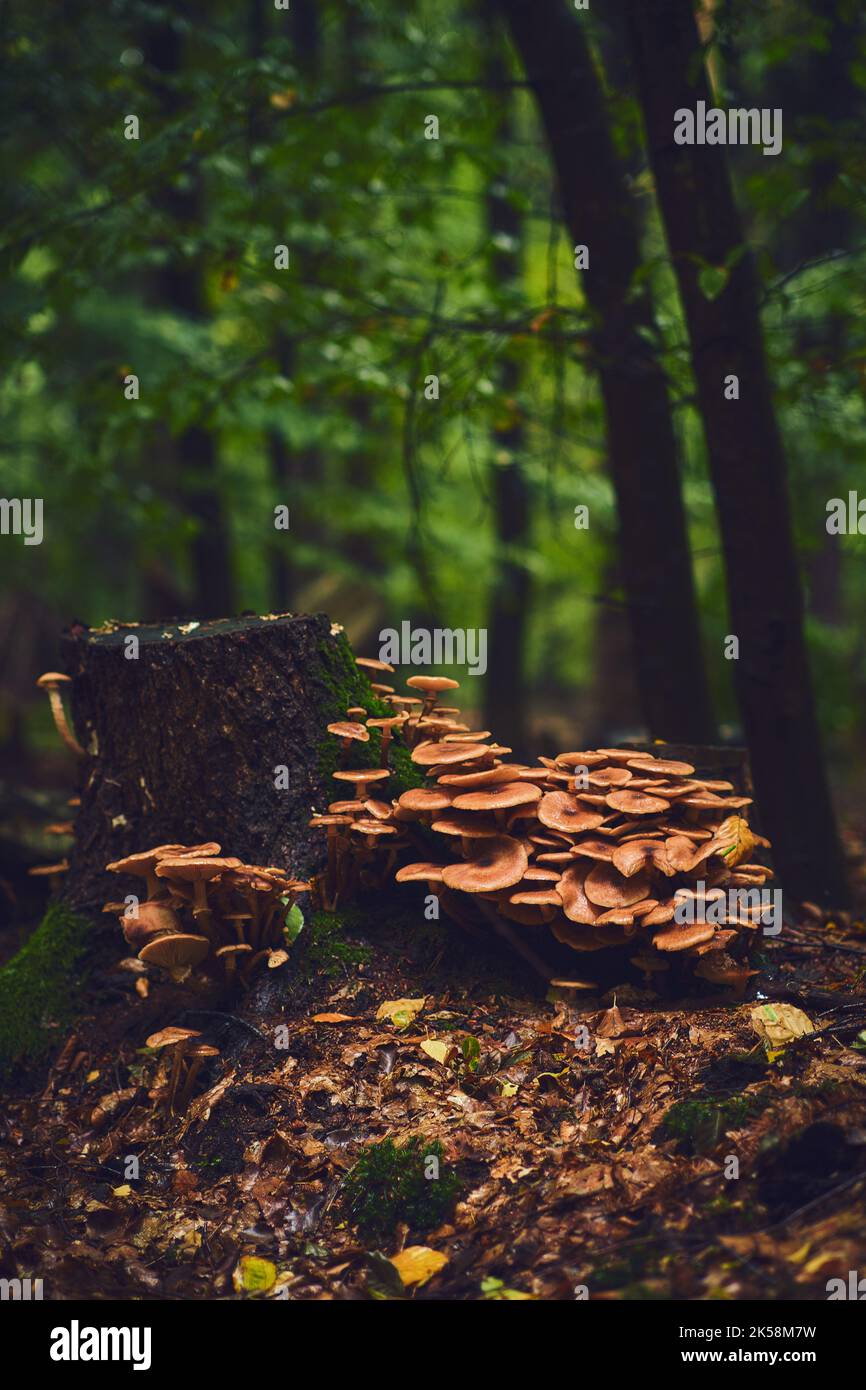 Pilze bedecken alte Baumwurzel. Hochwertige Fotos Stockfoto