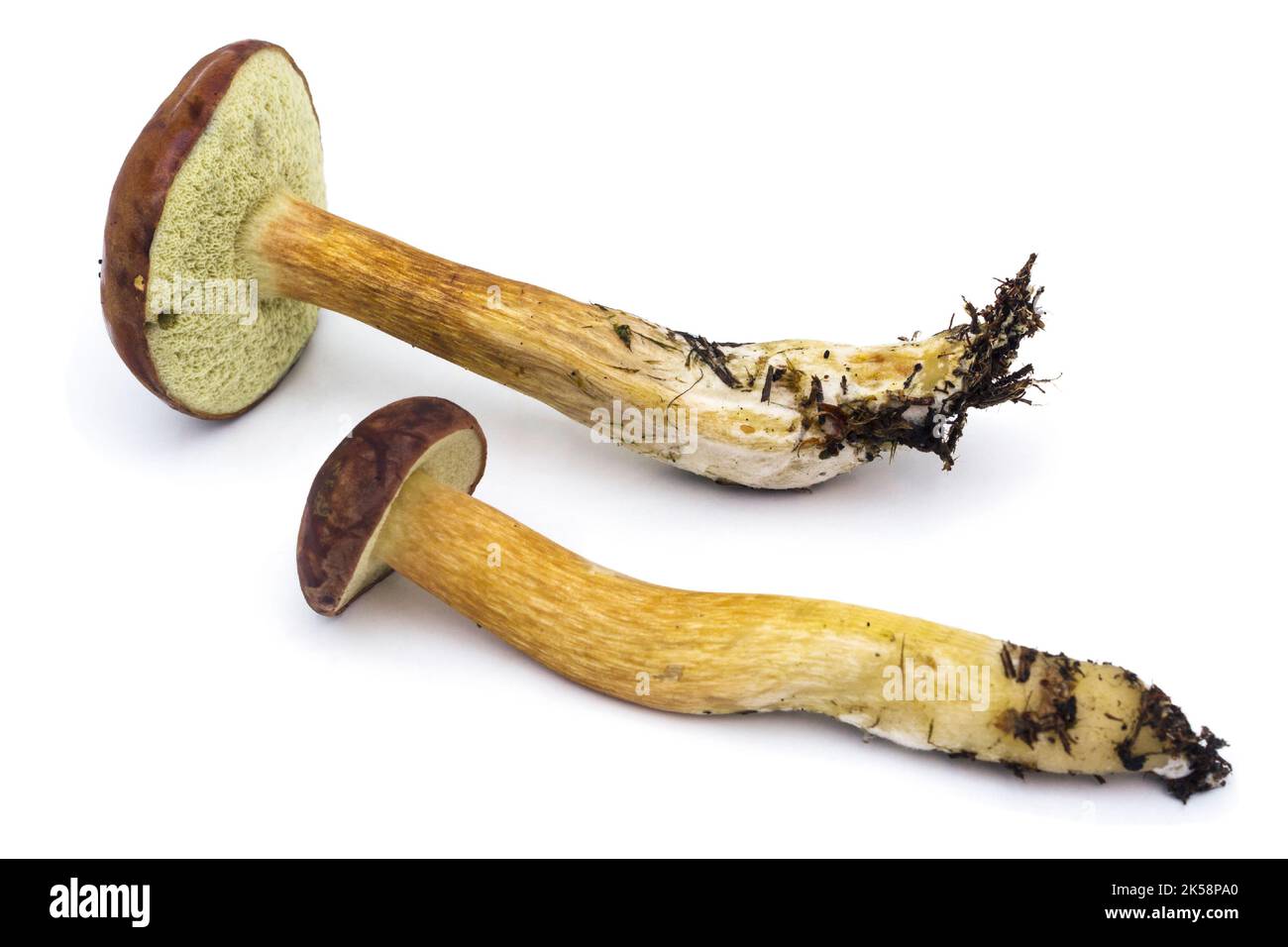 Polnischer Pilz (Boletus badius), auf weißem Hintergrund, einer der essbaren Pilze. Bein ist lang, weil er in tiefem Moos wuchs Stockfoto