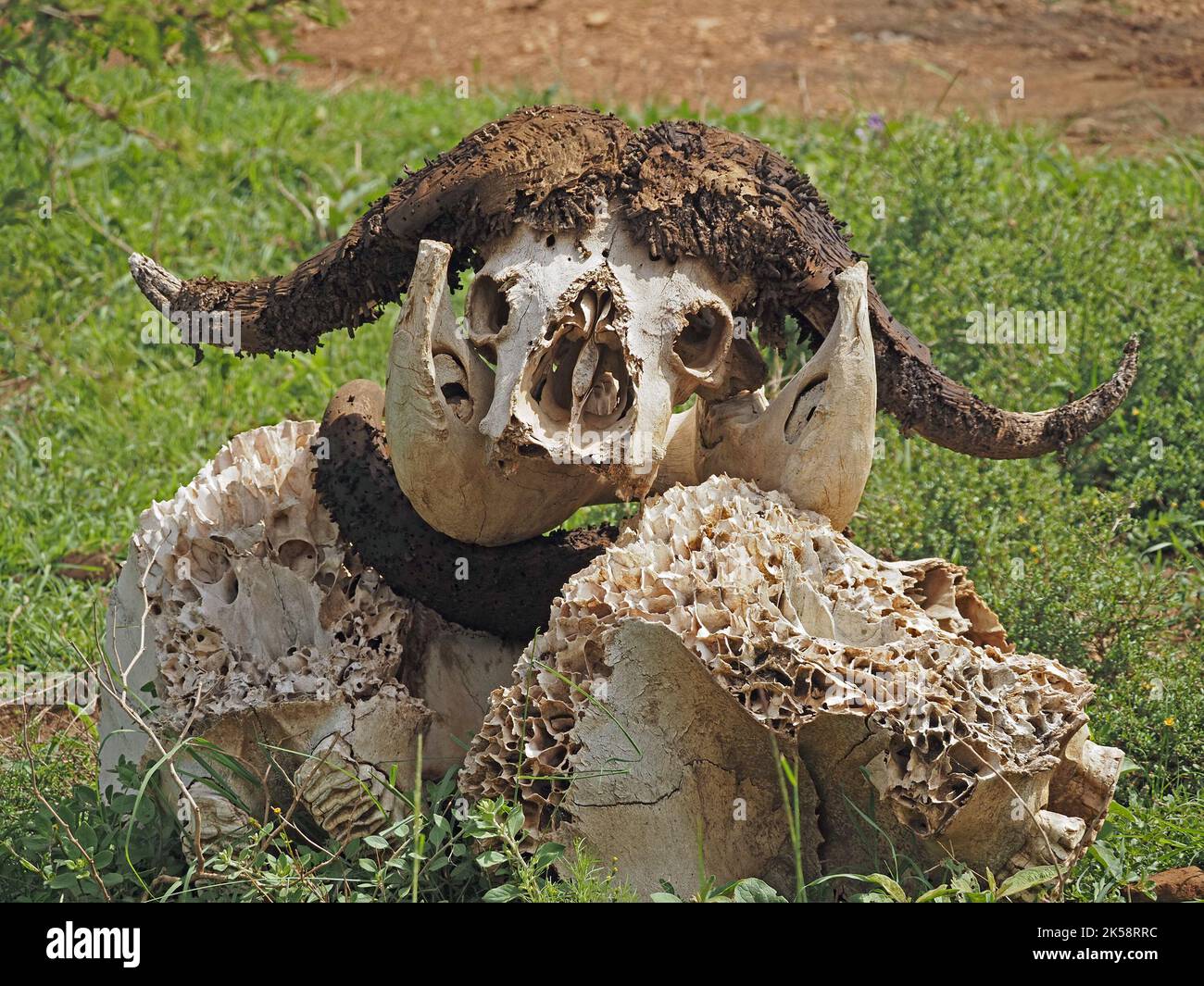 Schädel des afrikanischen Büffels (Syncerus Caffer) mit Protuberanzen, die durch Keratin gebildet werden, das Mottenraupen auf Haufen anderer Säugetierknochen in Kenia, Afrika, frisst Stockfoto