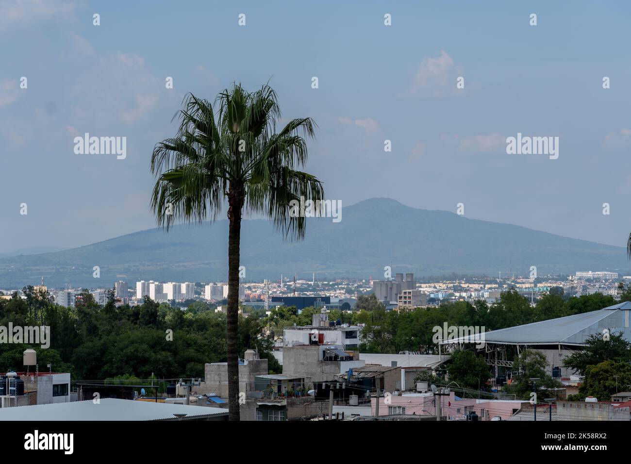 Palmen mitten in der Stadt, Blick auf Häuser Stockfoto