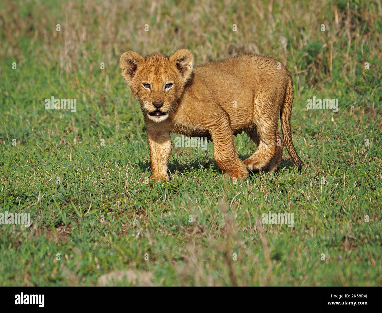 Niedliches kleines Löwenjunges (Panthera leo), das das Grasland des Masai Mara Conservancy, Kenia, Afrika erkundet Stockfoto