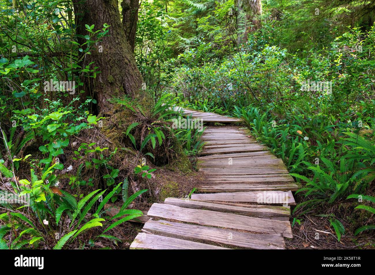 Hölzerne First Nations Promenade entlang eines großen Baumweges auf Meares Island, Tofino, Vancouver Island, British Columbia, Kanada. Stockfoto