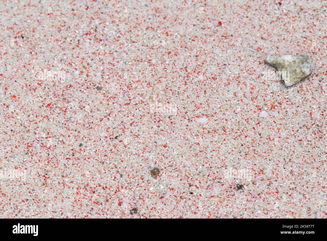 Indonesien, Komodo-Insel, Komodo-Nationalpark, Pink Beach. Der Strand bekommt seine Farbe von foraminifera (mikroskopisch kleine rote Organismen) Beach Detail. Stockfoto