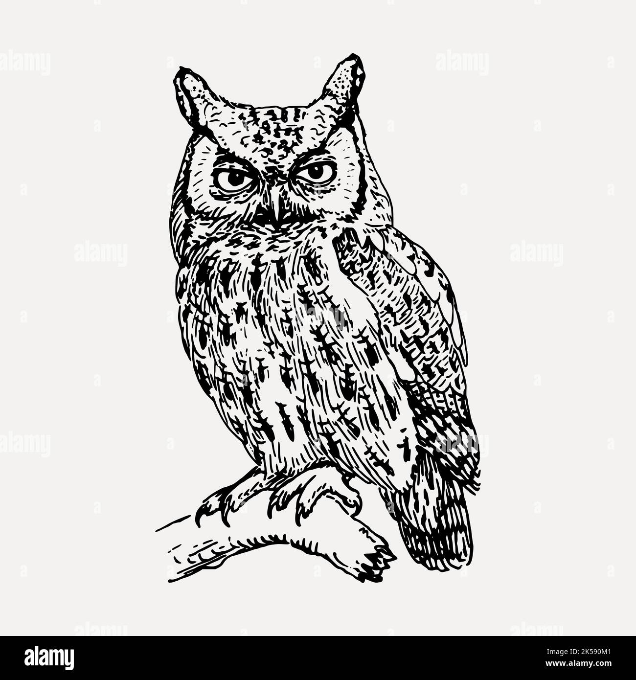 Kreischkauz Cliparts, Vintage Vogel Illustration Vektor. Stock Vektor