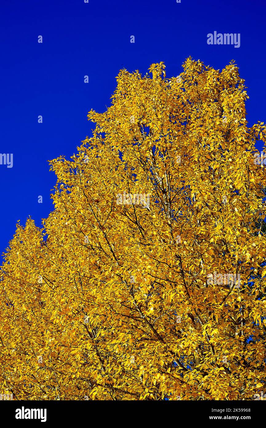 Eine Nahaufnahme von Herbstlaub mit einem Espenbaum im ländlichen Alberta, Kanada. Stockfoto