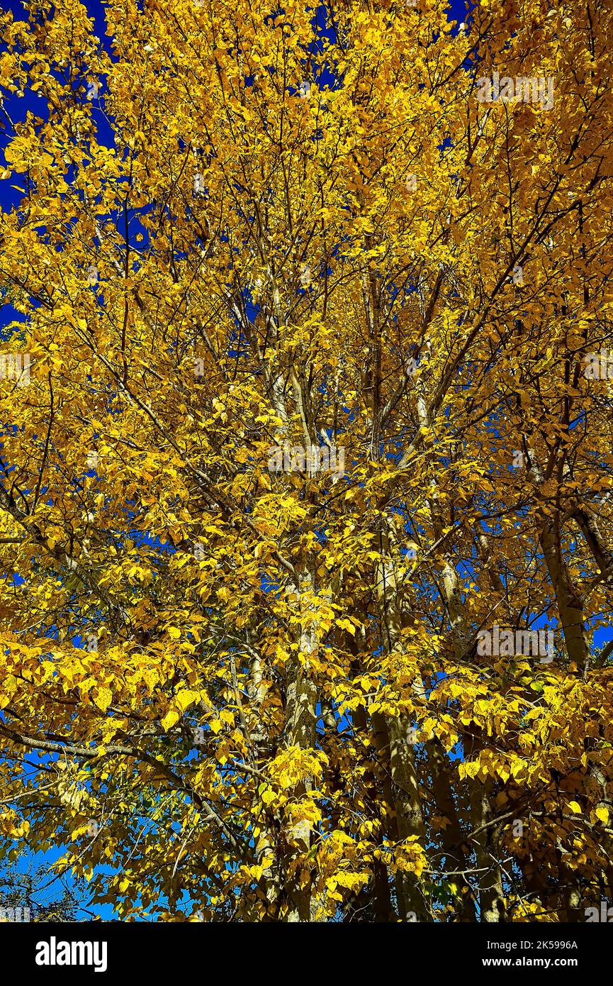 Eine Nahaufnahme von Herbstlaub mit einem Espenbaum im ländlichen Alberta, Kanada. Stockfoto