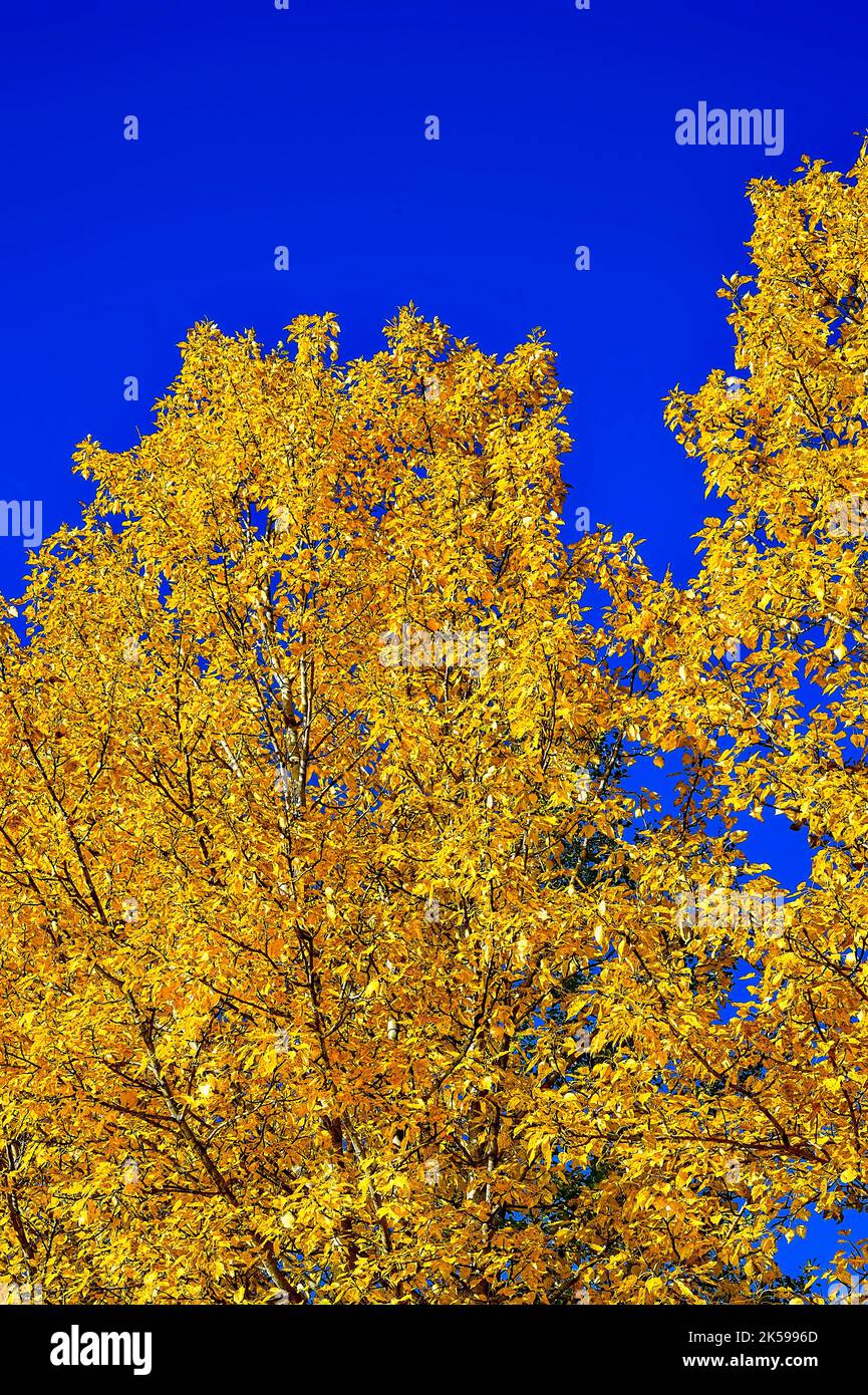 Nahaufnahme eines Herbstlaubes mit einem Espenbaum im ländlichen Alberta, Kanada. Stockfoto