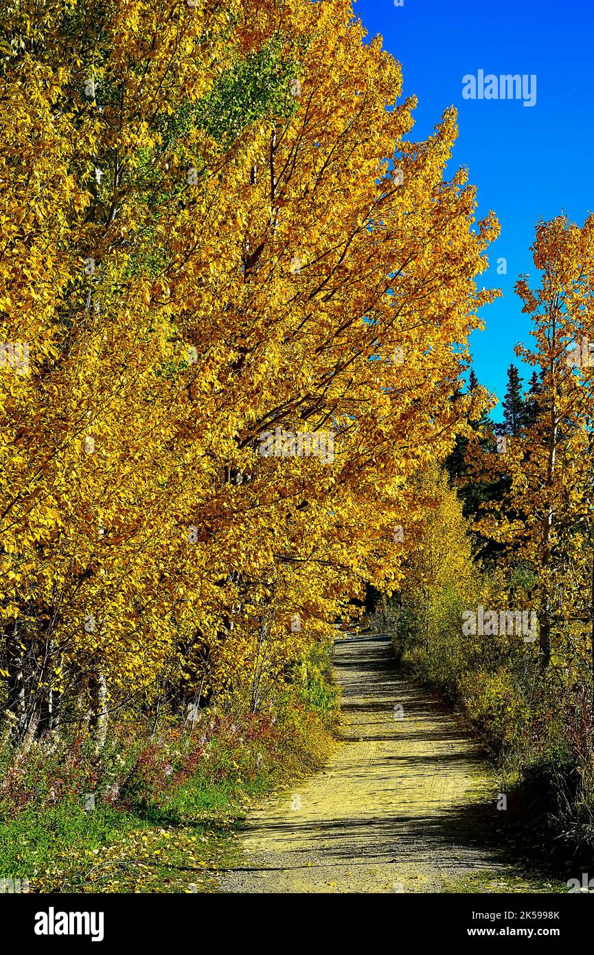 Ein Wanderweg unter dem Herbstlaub am Maxwell Lake in Hinton Alberta, Kanada. Stockfoto