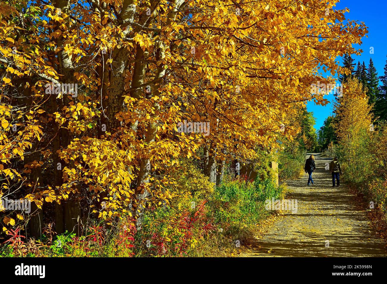 Ein Wanderweg unter dem Herbstlaub am Maxwell Lake in Hinton Alberta, Kanada. Stockfoto