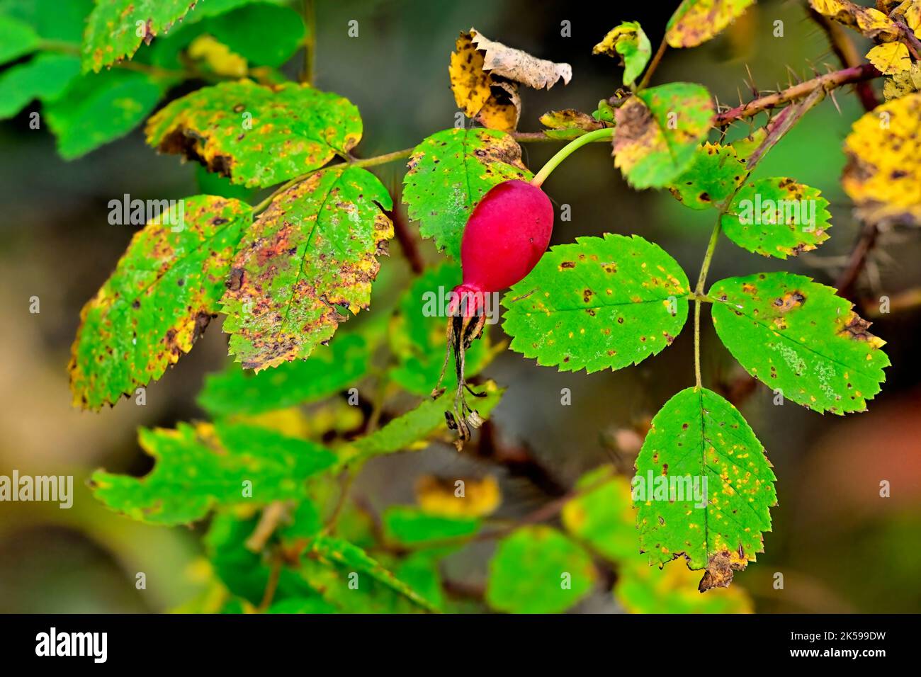 Wilde Hagebutten, 'Rosa rugosa', im Herbst nach der Rosenblüte Stockfoto