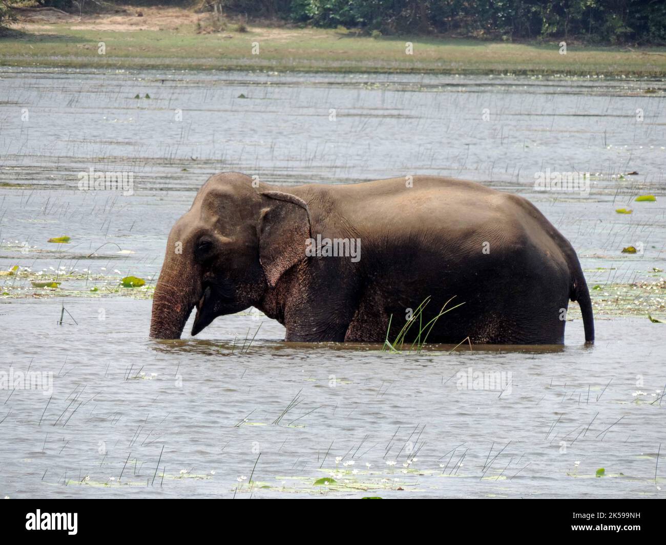 Elefanten und Tusker in Sri Lanka. Besuchen Sie Sri Lanka Stockfoto