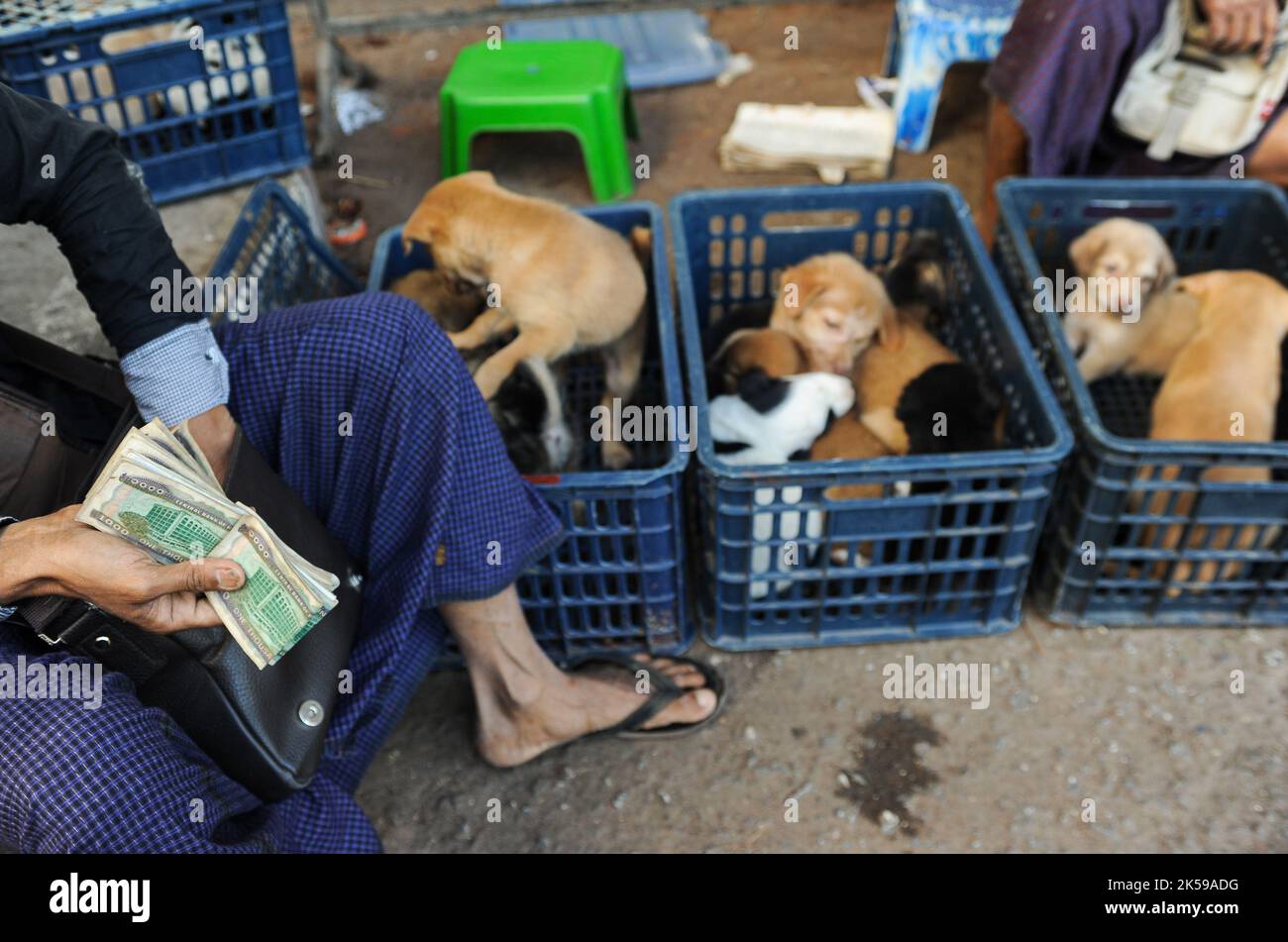 19.01.2014, Myanmar, Yangon - Straßenverkäufer bieten Welpen in Körben am Straßenrand zum Verkauf an. 0SL140119D015CAROEX.JPG [MODELLVERSION: NICHT ZUTREFFEND Stockfoto