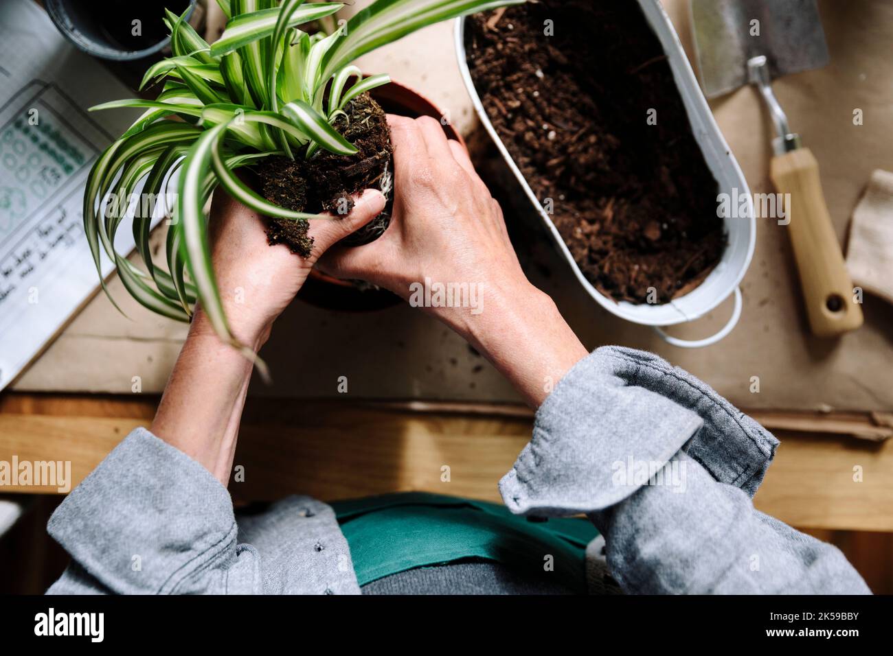 Frau umtopfen Zimmerpflanzen Stockfoto