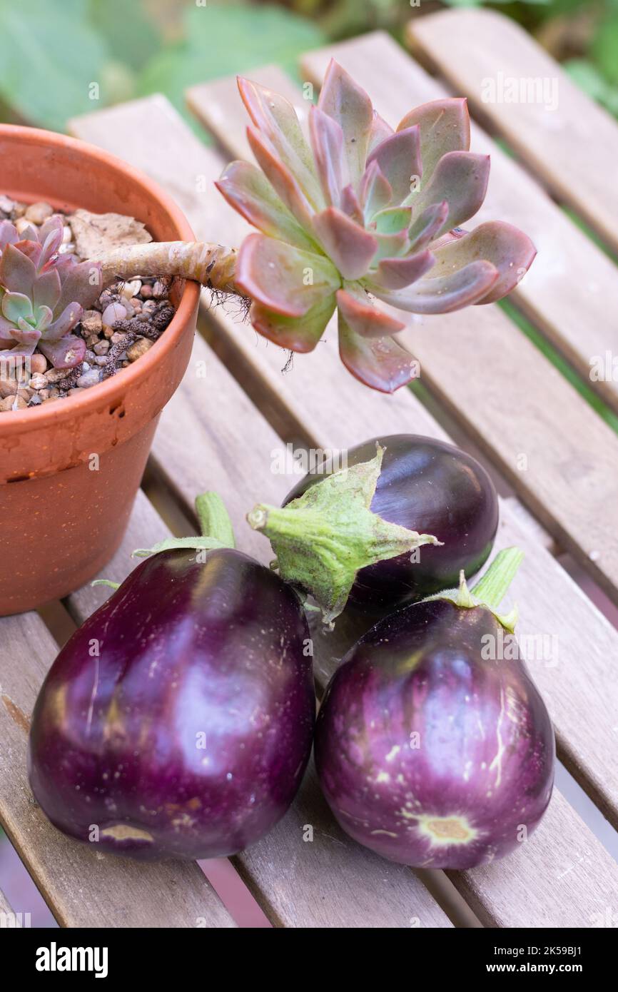 Nahaufnahme von drei geernteten Aurberginen aus dem Gemüsegarten. Stockfoto