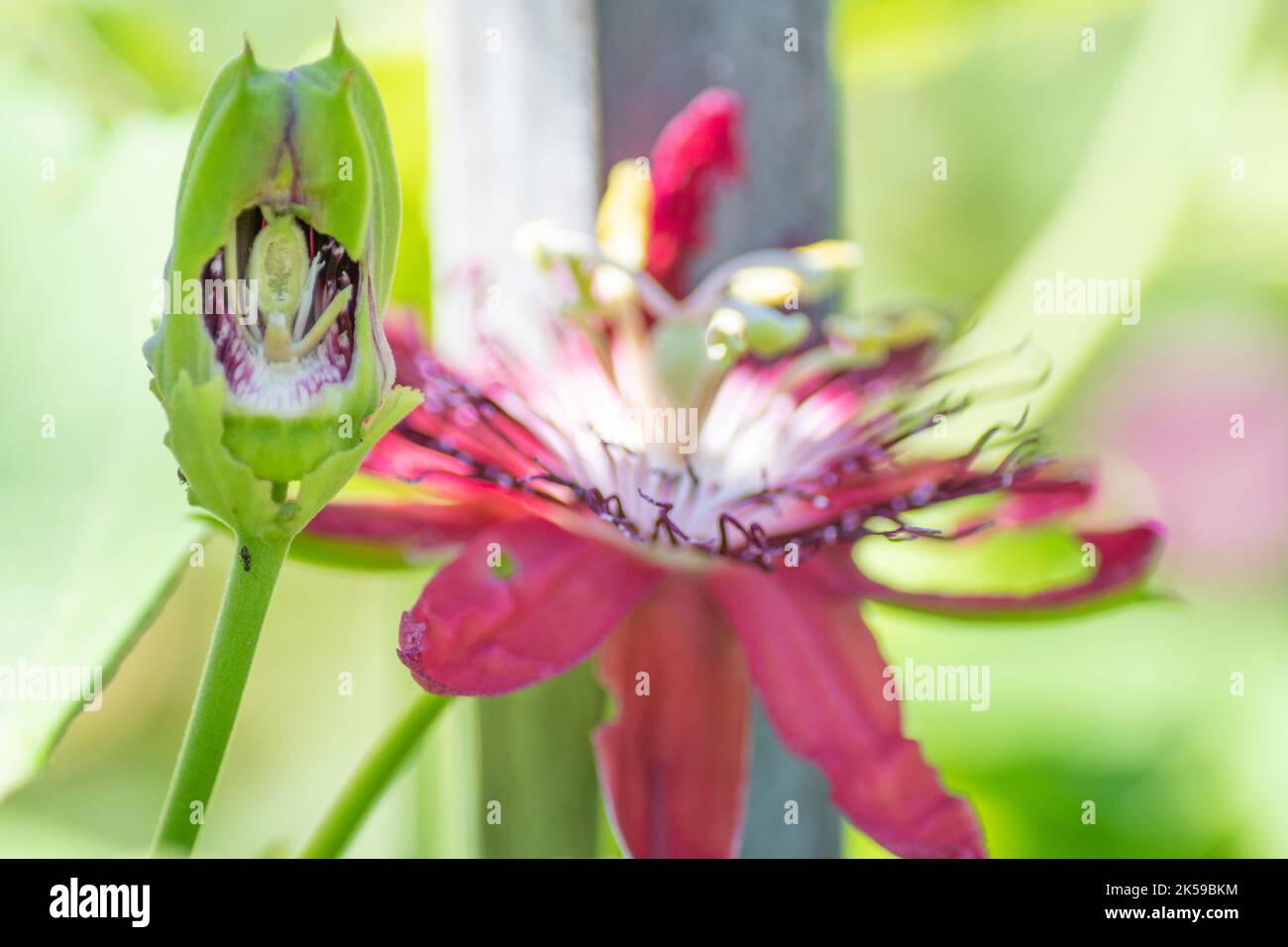 Insekten haben die Hälfte der Passionsblütenknospe gefressen, um ein abgeschnittenes Bild der inneren Struktur der Blume zu zeigen. Stockfoto
