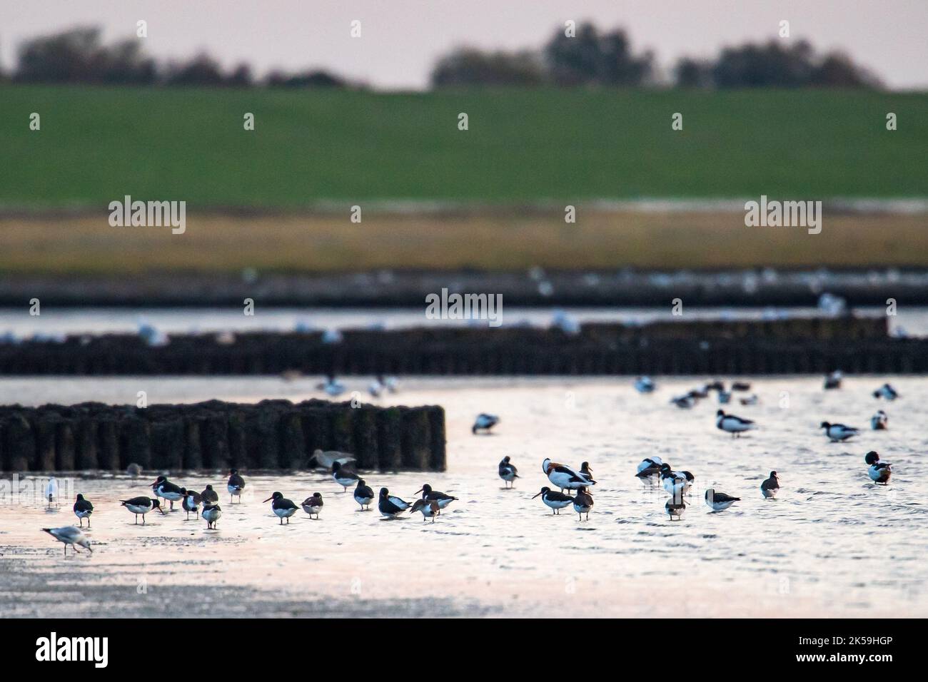 Jade, Deutschland. 04. Oktober 2022. Zugvögel im Watt der Nordseebucht Jadebusen. Im Nationalpark Niedersächsisches Wattenmeer beginnen die Wandervogeltage. Während der 14. Zugvogeltage vom 8. Bis 16. Oktober finden rund 250 Informations- und Unterhaltungsveranstaltungen zum Thema Zugvögel statt. Quelle: Sina Schuldt/dpa/Alamy Live News Stockfoto