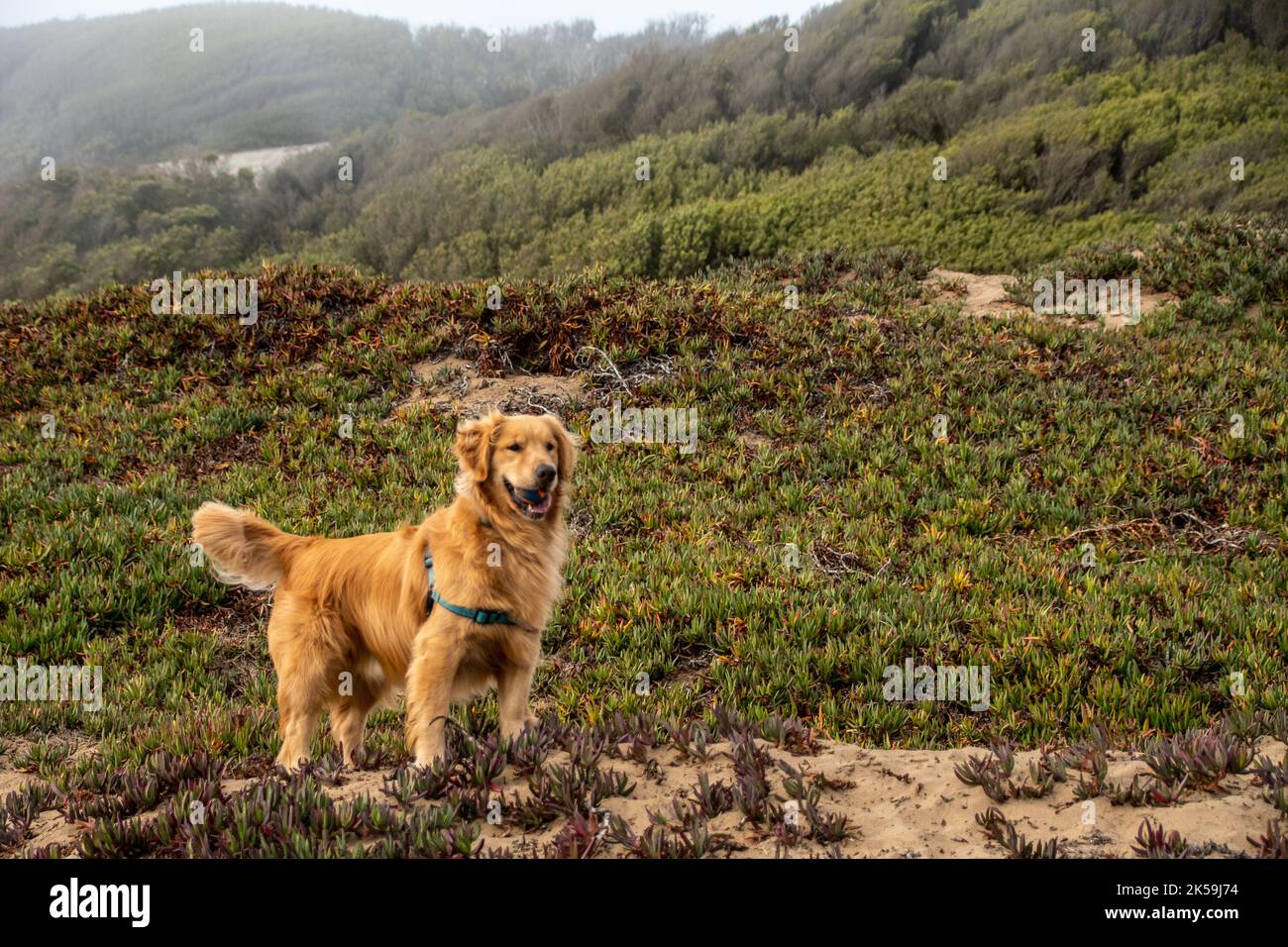 Wunderschönes Golden Retriever in Fort Funston, San Francisco Stockfoto