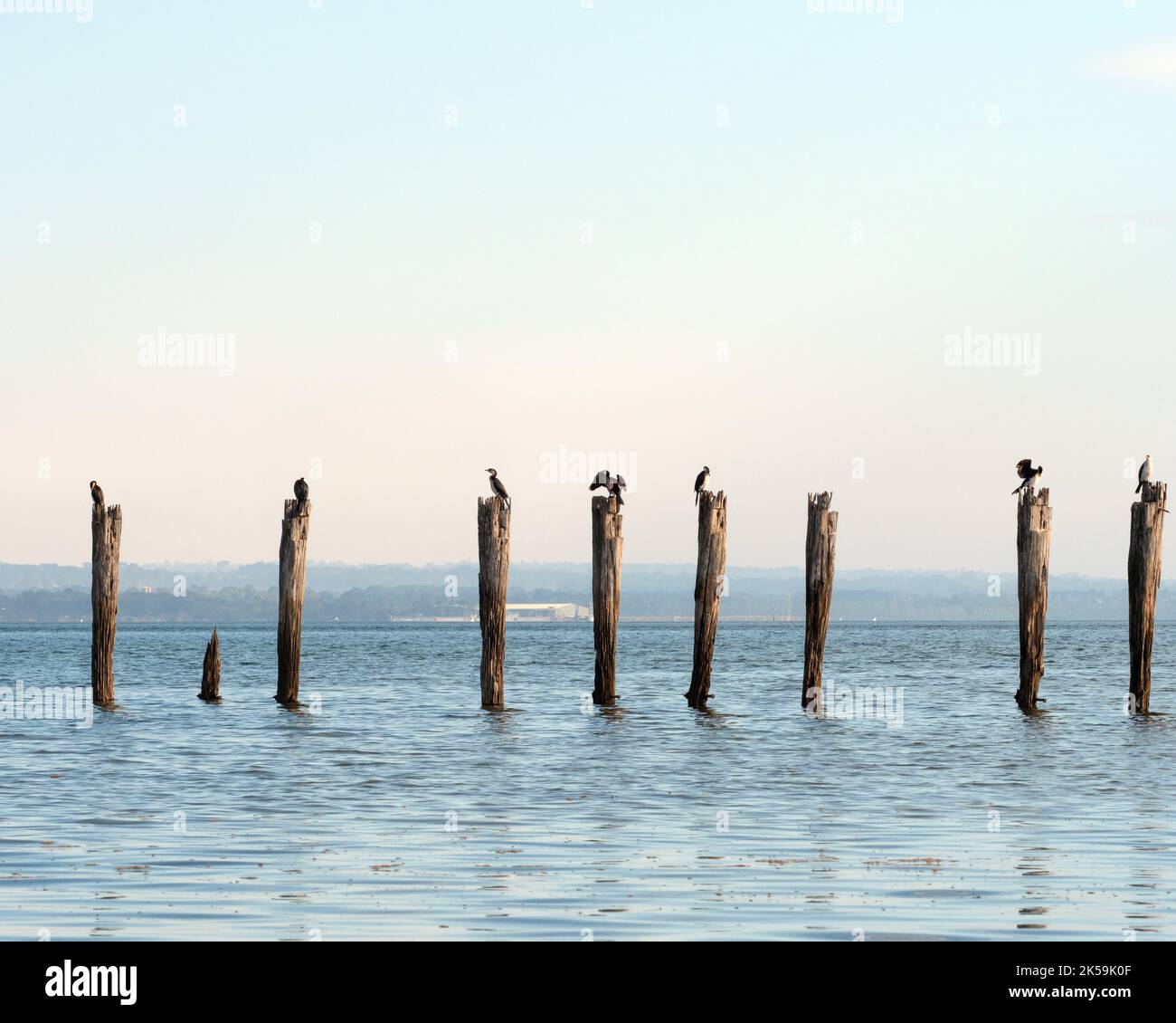 The Old Pier, French Island mit Ibis Stockfoto