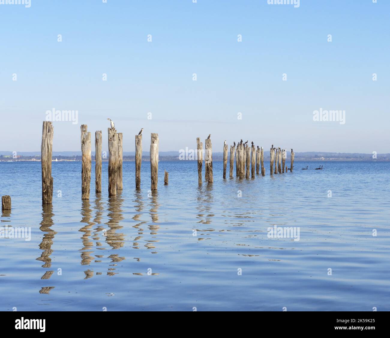 The Old Pier, French Island mit Ibis Stockfoto