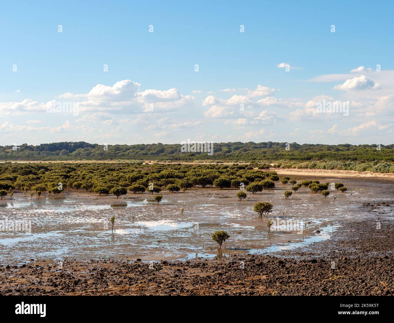 Mangroven auf der französischen Insel bei Ebbe Stockfoto