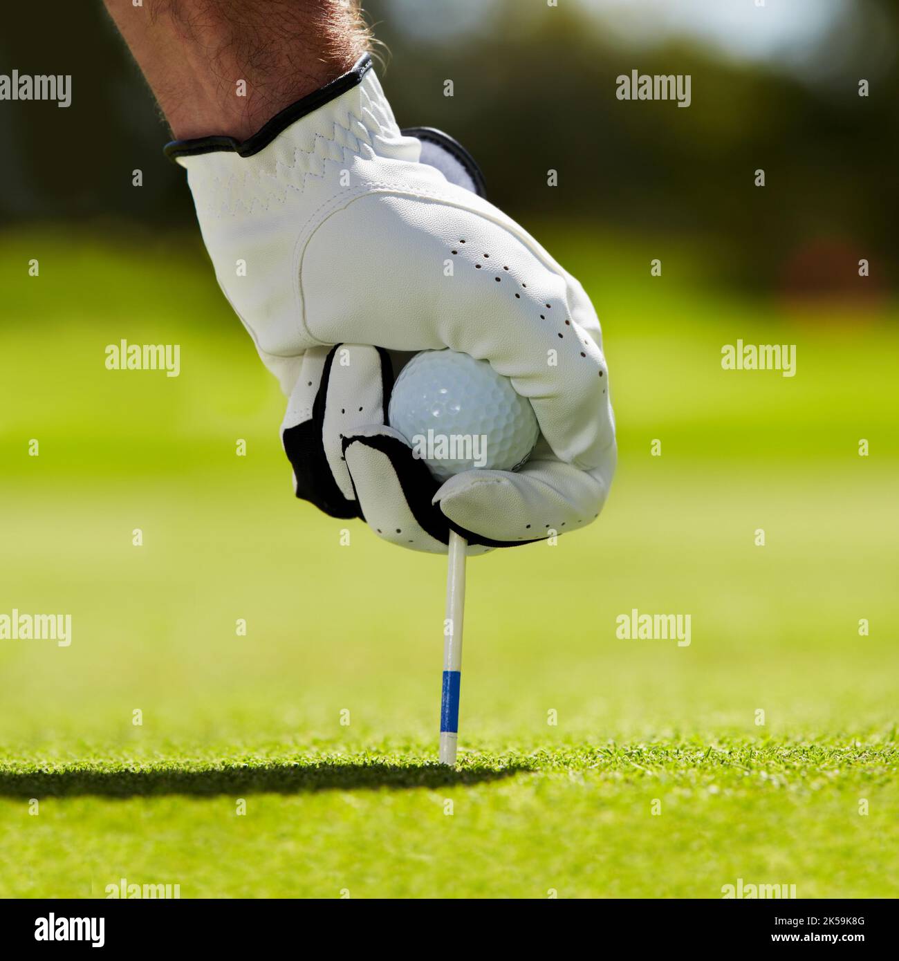 Platzieren des Balls und des T-Stücks. Ein Golfer, der sein T-Shirt auf dem Golfplatz in den Boden legt. Stockfoto