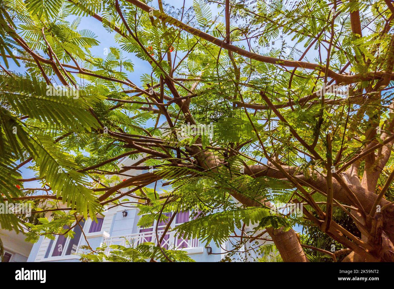 Natur Rahmen Laub Baum oben Krone Pflanze wachsen grün Blätter Laub blau Himmel Wolke Sonne Hintergrund Stockfoto