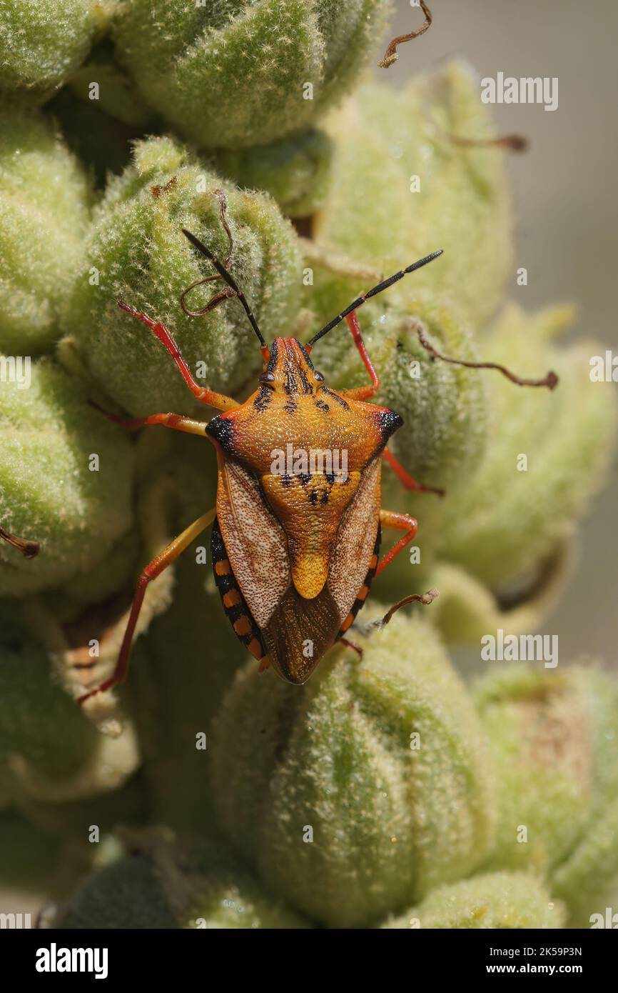 Detaillierte vertikale Nahaufnahme auf einem kvolorreichen orangefarbenen, mediterranen Schandelwanze, Carpocoris meditteraneus Stockfoto