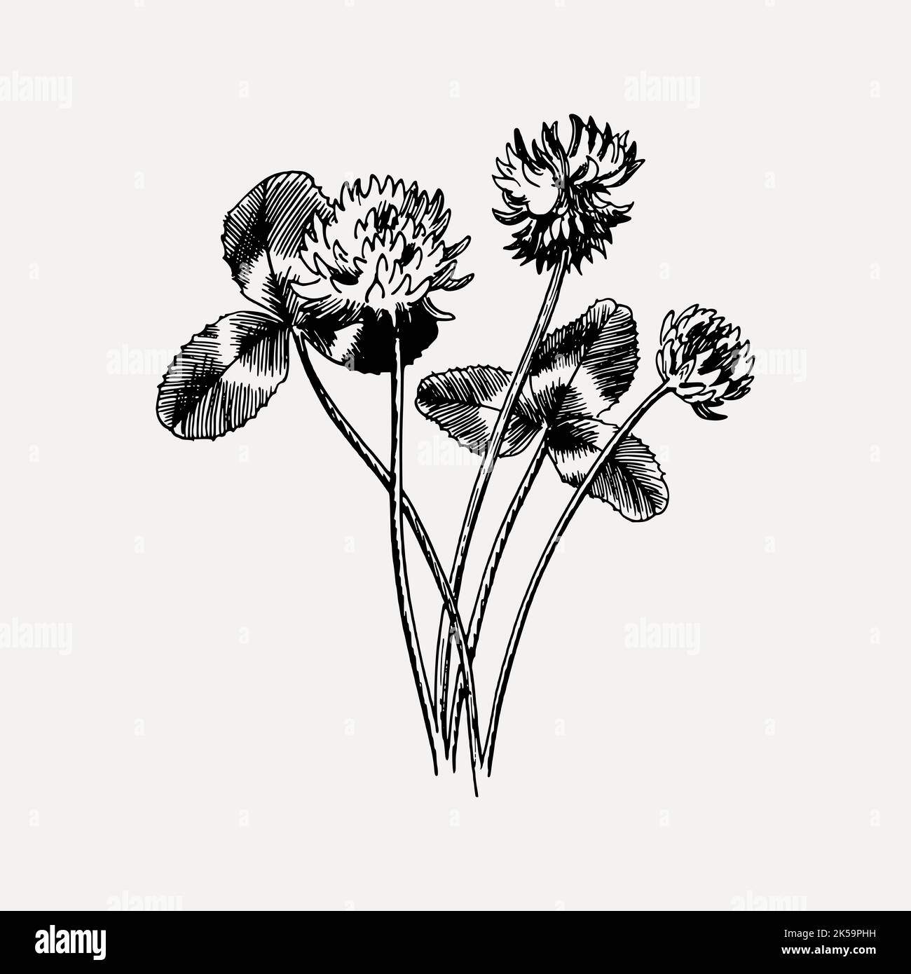 Kleeblatt Clipart, Zeichnung Illustration Vektor. Stock Vektor